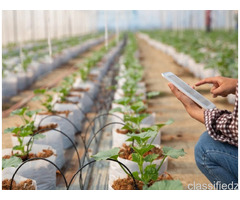 How Does Sensor-Based Irrigation Help Farmers Make Better Decisions?