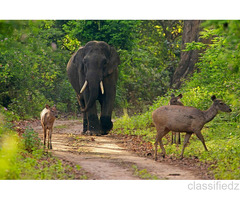 Enjoy with Your Kids at Jim Corbett Wildlife Tour Packages