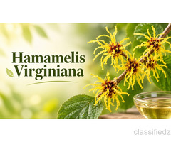 Hamamelis Virginiana Uses
