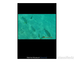 Best offers on Domestic Air or Train Packages at Lakshadweep 