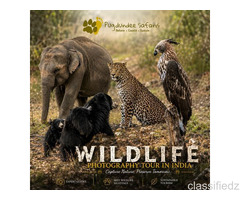 Wildlife Photography Tour in India – Perfect for Nature Lovers 