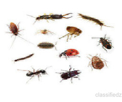 OTHER CRAWLING PEST CONTROL