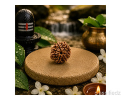Buy 7 Mukhi Rudraksha at the Best Price