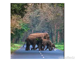 Why Choose a Dooars Tour with Jaldapara Elephant Safari?