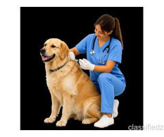 Online Vet Consultation For Dog Vaccinations And Preventive Care