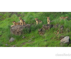 Enjoy with your kids at Wildlife Tour packages
