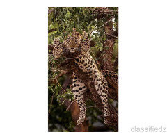 Enjoy with your kids at Wildlife Tour packages