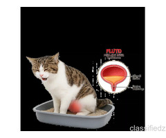 Treat Feline Lower Urinary Tract Disease (FLUTD) With Instant Online Vet Care