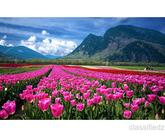 Splendid Hues of Kashmir 4 Nights: 1N Sonamarg, 1N Srinagar, 1N Gulmarg, 1N Pahalgam