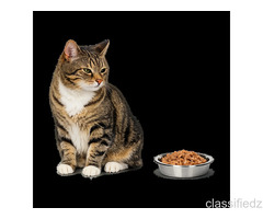 Cat Stopped Eating? Get Expert Vet Help Instantly Online
