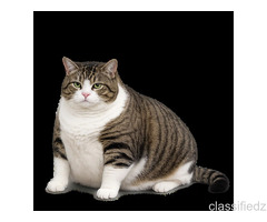 Is Your Cat Overweight? Get Instant Online Vet Weight Management Help