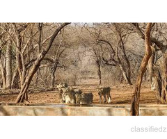 Enjoy with your kids at Wildlife Tour packages