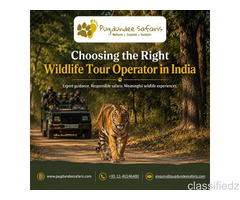 Choosing the Right Wildlife Tour Operator in India 