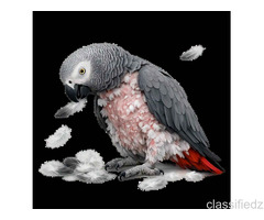 Help Your Bird Stop Feather Plucking: Consult An Avian Veterinarian Online