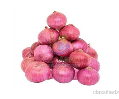 Onion Exporter and Trader in India | Saim Agro