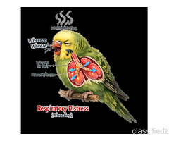 Is Your Bird Wheezing or Showing Respiratory Distress? Consult Avian Vets Online