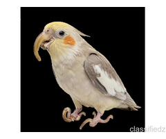 Is Your Bird’s Beak or Nails Overgrown? Get a Quick Vet Consultation Online