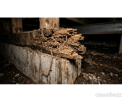 Worried about termites eating away at your furniture?