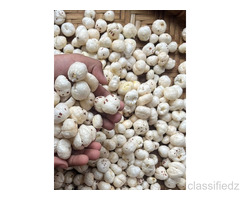 Makhana Wholesalers in Maharashtra