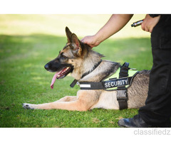 K9 Security Services in Malaysia for Advanced Protection
